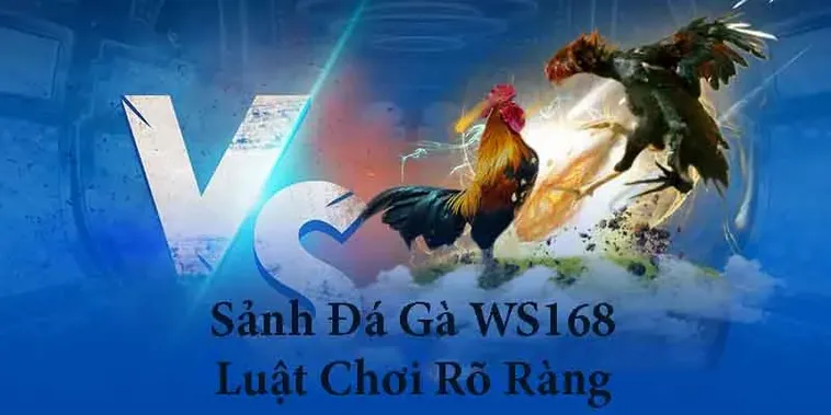 Chinh Phục Đấu Trường Đá Gà WS168 Hi88 Với Bí Kíp Bất Bại 2 Chinh Phục Đấu Trường Đá Gà WS168 Hi88 Với Bí Kíp Bất Bại