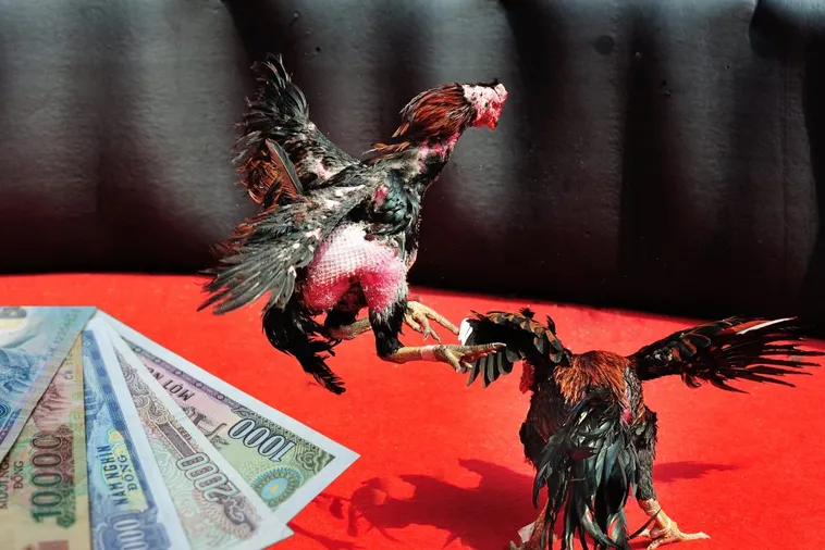 Bí Kíp Cách Chơi Đá Gà Sabong Tại Hi88 Bất Bại Từ Cao Thủ 1 Bí Kíp Cách Chơi Đá Gà Sabong Tại Hi88 Bất Bại Từ Cao Thủ